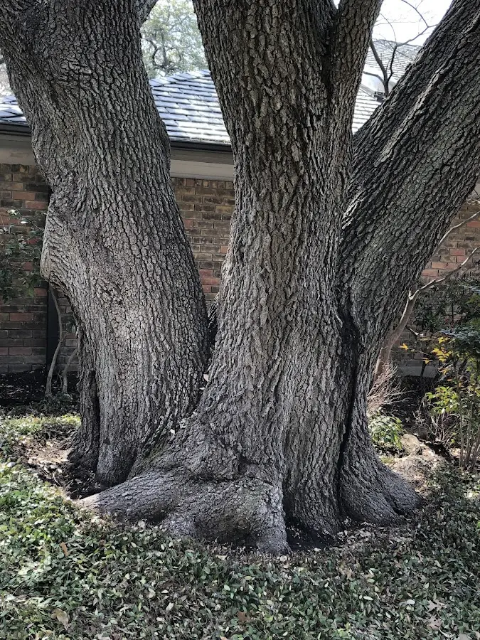Mature heritage tree close to a Westbury property cared for by certified arborists